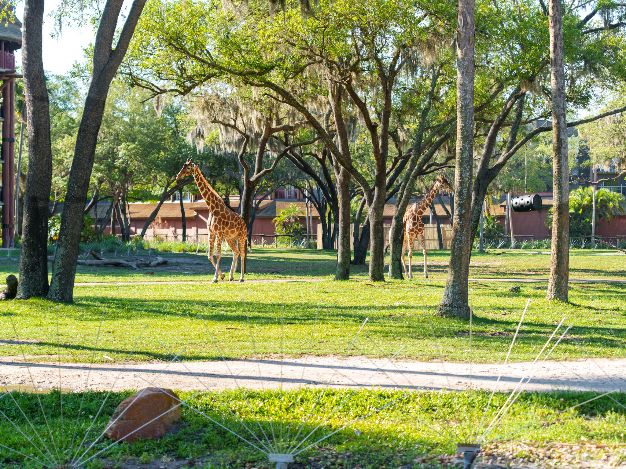 Animal Kingdom Lodge savannah with a giraffe walking past the resort